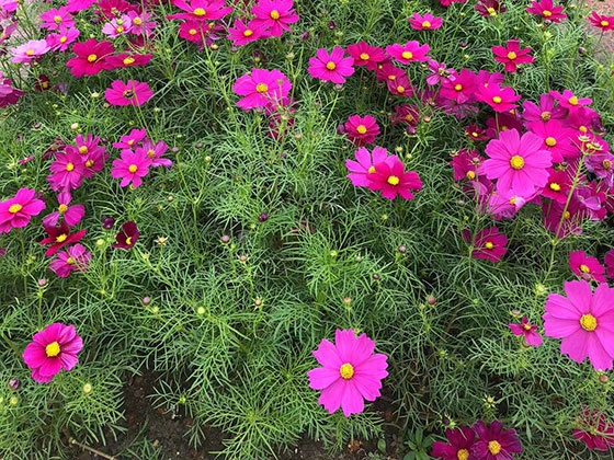 常德花卉租摆-设计前台绿植